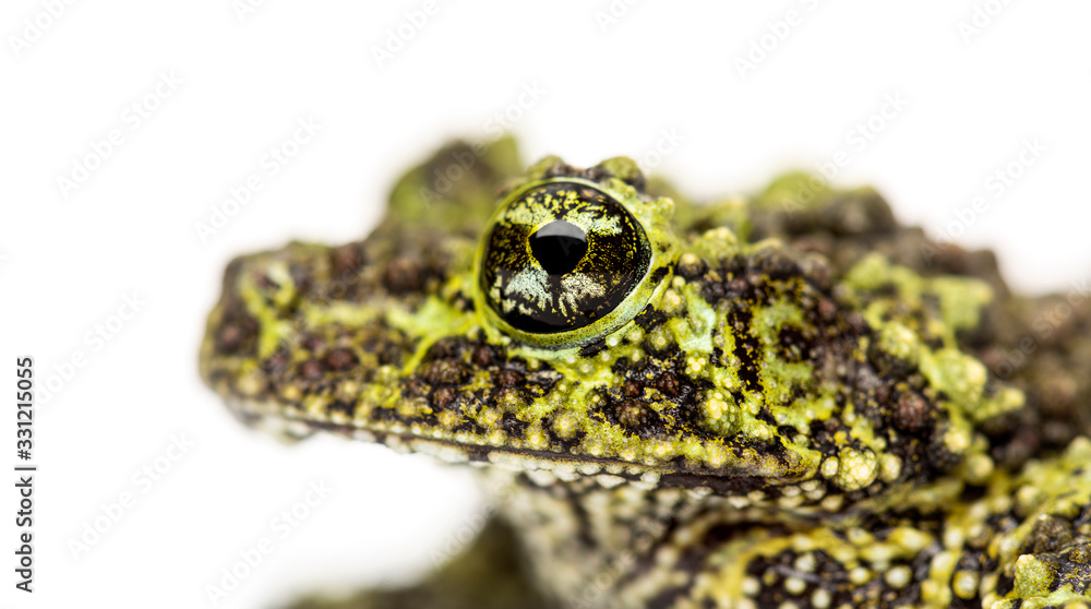 Mossy frog, Theloderma corticale, isolated on white Mossy frog, Theloderma corticale, isolated on white