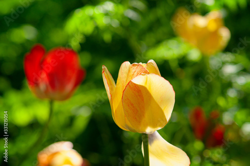Fototapeta Naklejka Na Ścianę i Meble -  Sunlit decorative red and yellow tulip flowers on a green flowerbed on a sunny day of the spring season