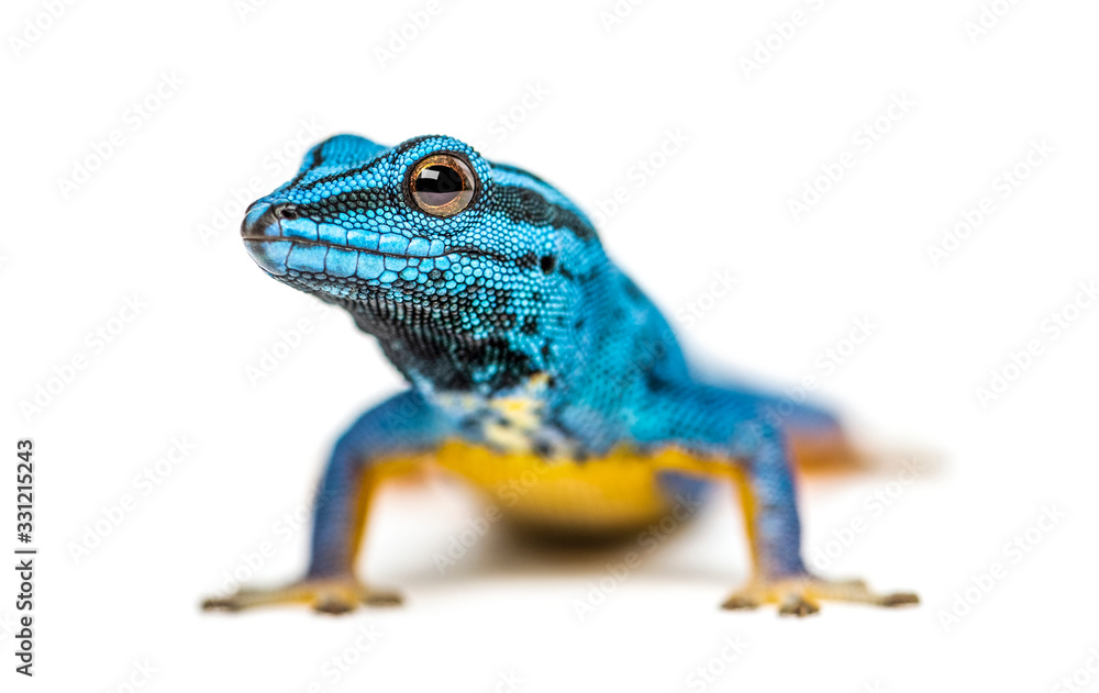 Obraz premium Electric blue gecko looking at the camera, Lygodactylus williams