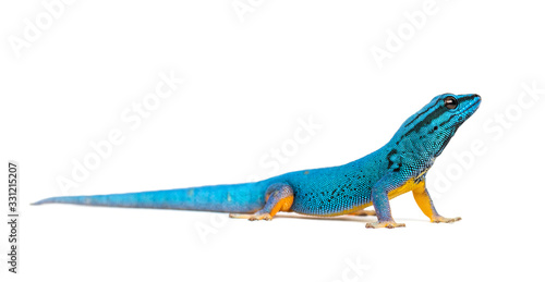 Electric blue gecko  Lygodactylus williamsi  isolated