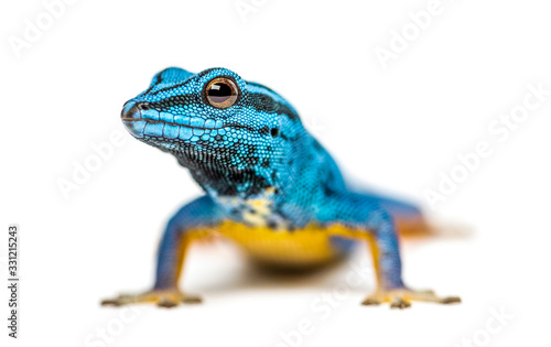 Electric blue gecko looking at the camera, Lygodactylus williams