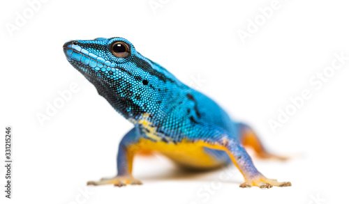 Electric blue gecko looking at the camera  Lygodactylus williams