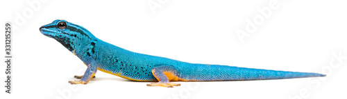 Canvas Print Side view of a Electric blue gecko, Lygodactylus williamsi