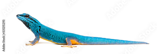 Side view of a Electric blue gecko, Lygodactylus williamsi