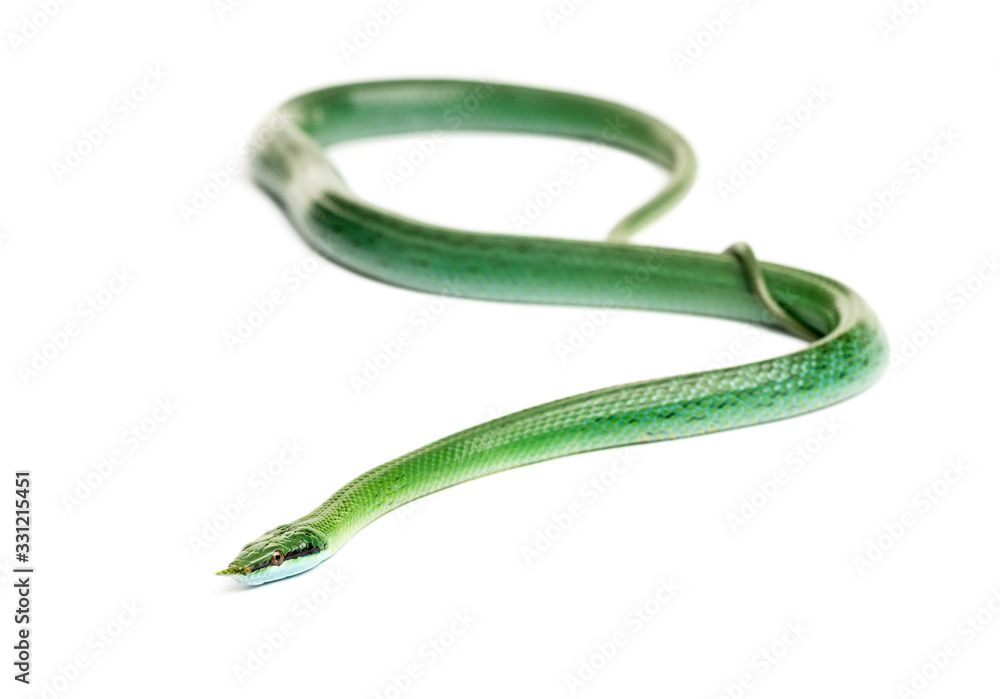 Fototapeta premium Rhino rat snake, Rhynchophis boulengeri, isolated