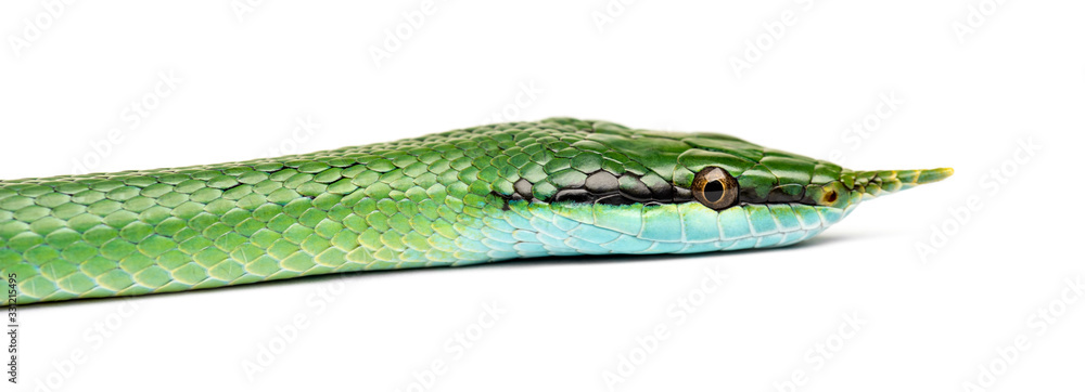 Rhino rat snake head, Rhynchophis boulengeri, isolated Rhino rat snake head, Rhynchophis boulengeri, isolated