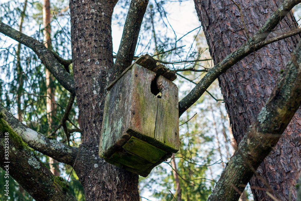 Old broken nesting box in the big tree. Old broken nesting box in the big tree.