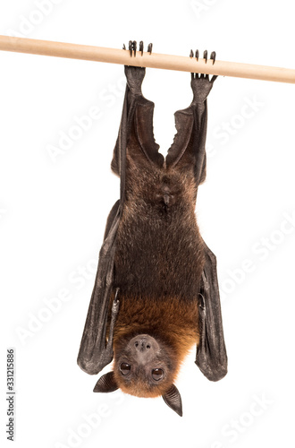 Lyle's flying fox hanging from a branch, Pteropus lylei