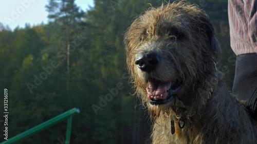 Irish wolfhound outdoor portrait in backlight photo