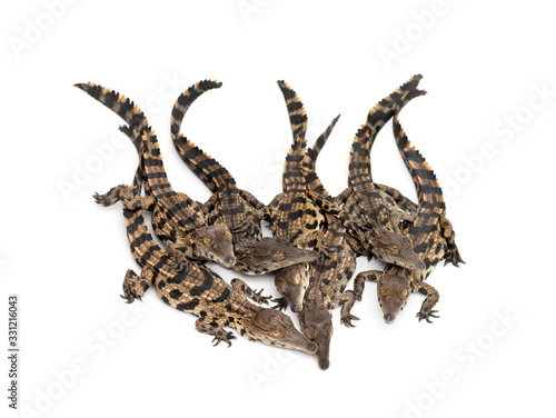 Group of Young West African slender-snouted crocodile © Eric Isselée