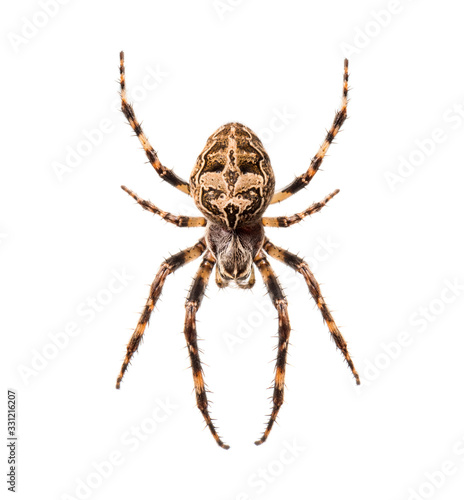 Diadem spider on its web, Araneus diadematus, isolated