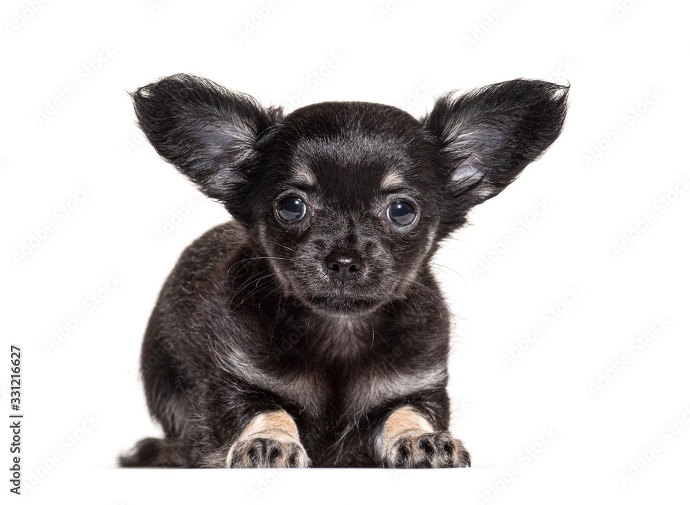 Puppy Chihuahua lying down, 2 months old, isolated on white