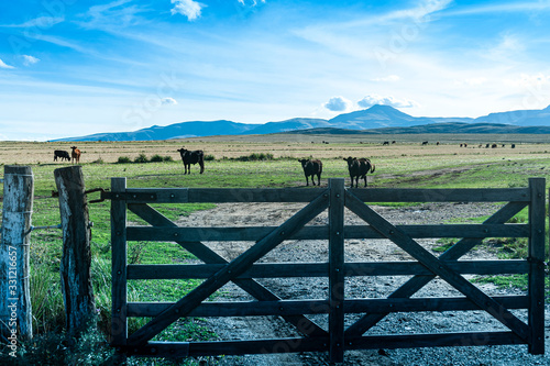 vacas detras de la tranquera en el campo photo