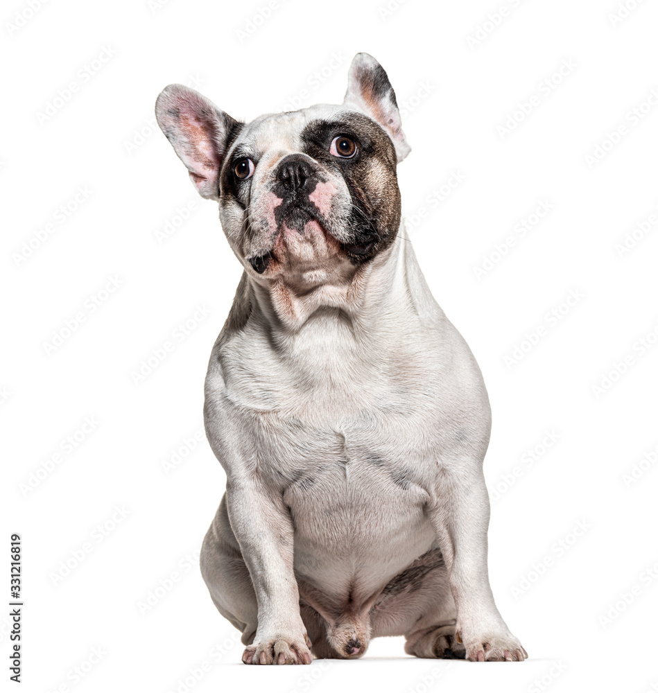 sitting French bulldog looking down, isolated on white