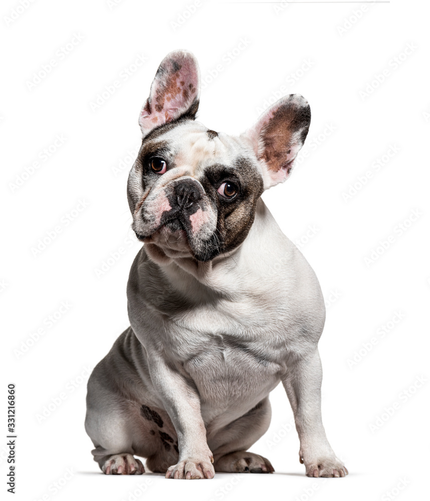 sitting French bulldog looking at the camera, isolated