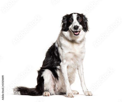 Black and white Border Collie panting, isolated on white