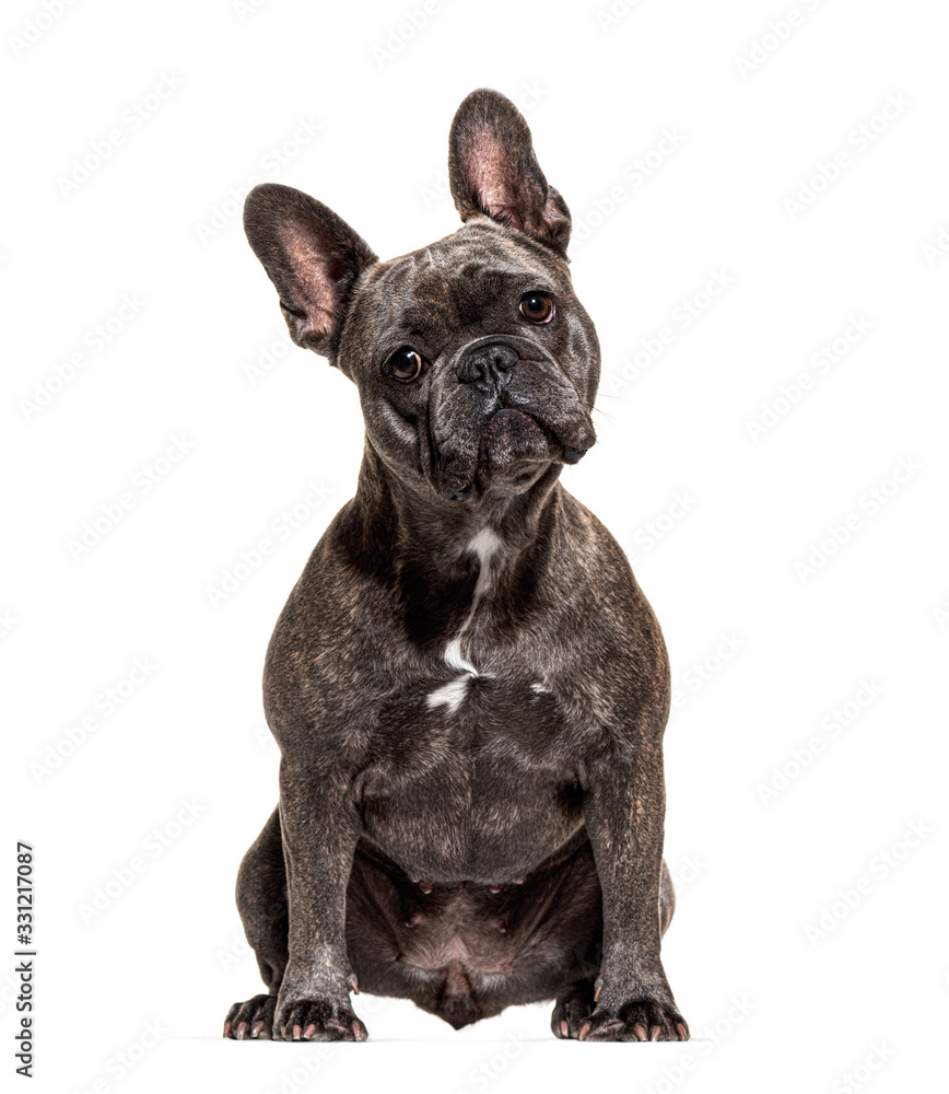 French bulldog sitting and looking at the camera, isolated