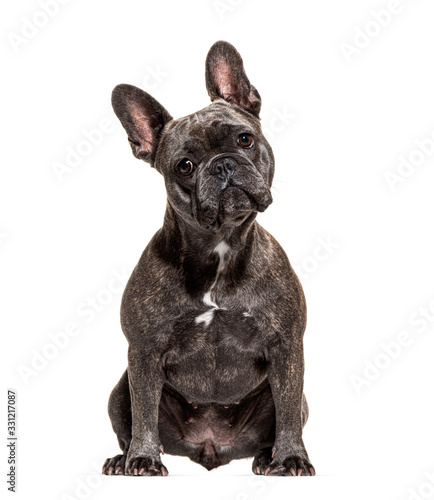 French bulldog sitting and looking at the camera, isolated © Eric Isselée