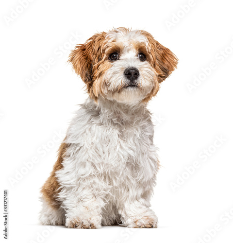 Puppy Havanese dog looking away, 5 months old, isolated on white