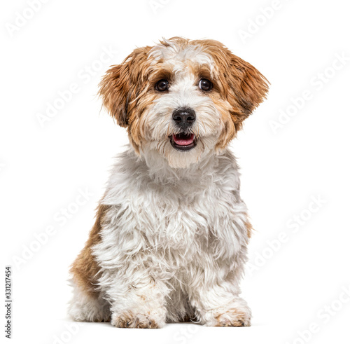 Sitting Puppy Havanese dog staring, 5 months old, isolated
