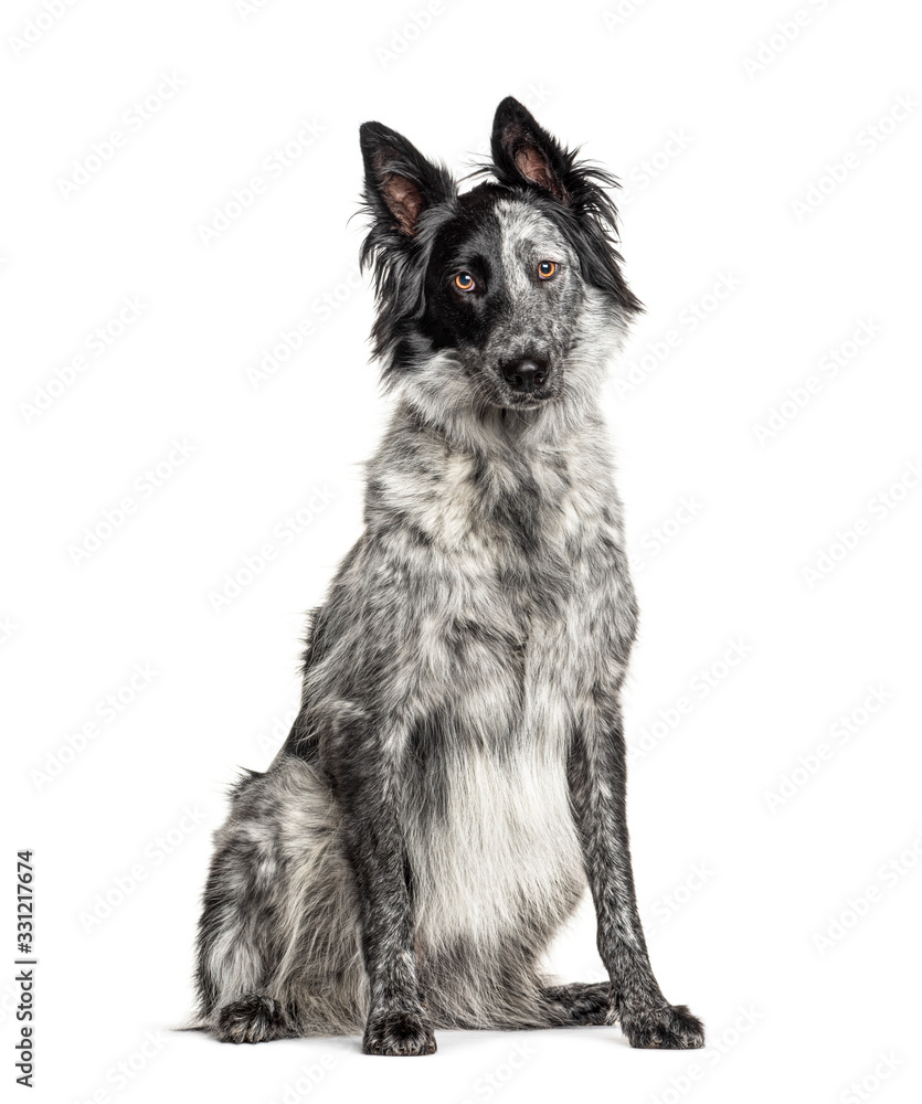 Black and white crossbreed dog, Border Collie and Malinois dog