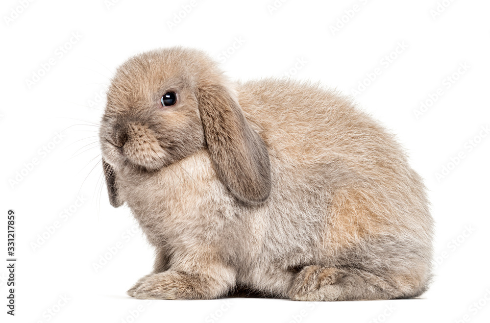 Mini lop rabbit, isolated on white Mini lop rabbit, isolated on white