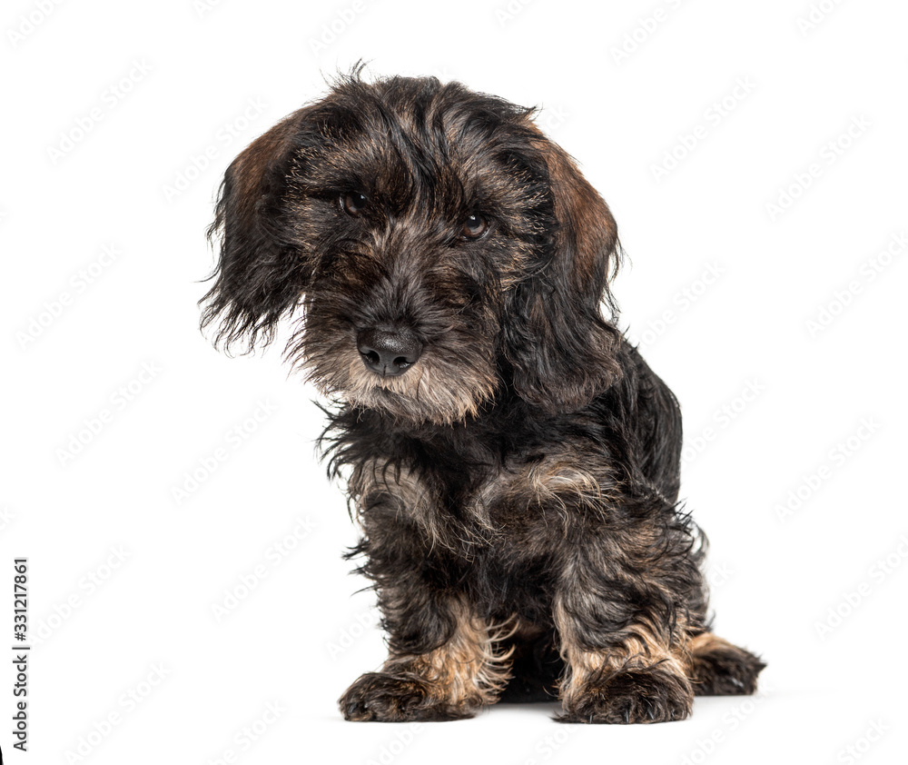 Dachshund dog lloking at the camera, isolated on white Dachshund dog lloking at the camera, isolated on white