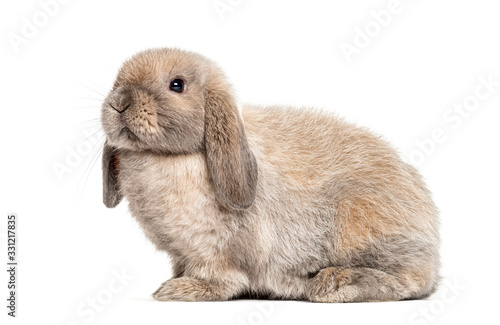 Mini lop rabbit, isolated on white
