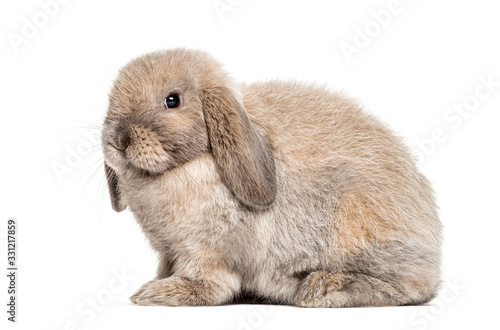 Mini lop rabbit, isolated on white