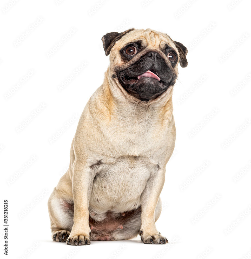 Panting and sitting Pug, isolated on white