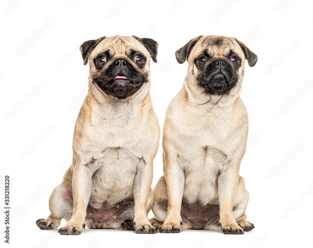 Two Pugs sitting together, dog, isolated on white