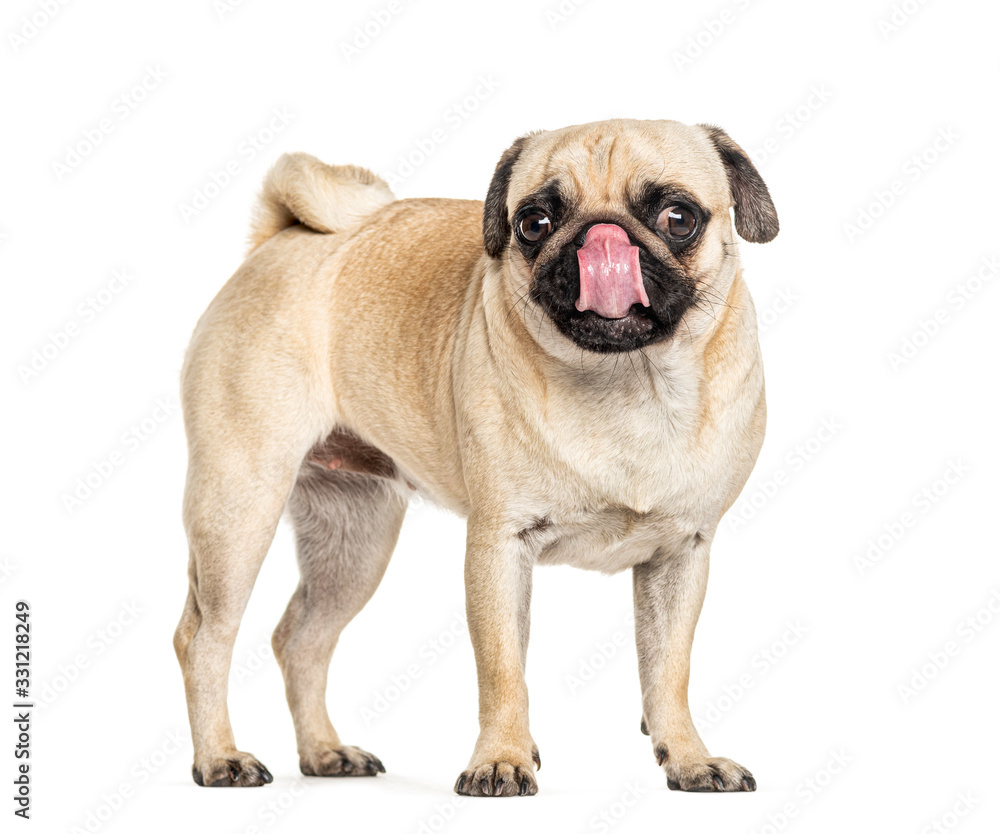 Pug licking himself, isolated on white