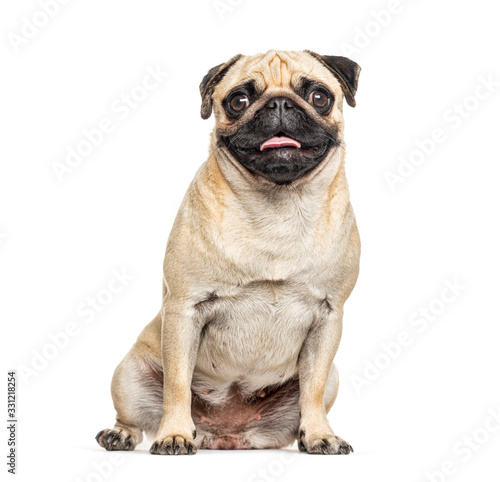 Panting and sitting Pug  isolated on white