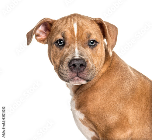 Headshot of a Young American Staff  isolated on white