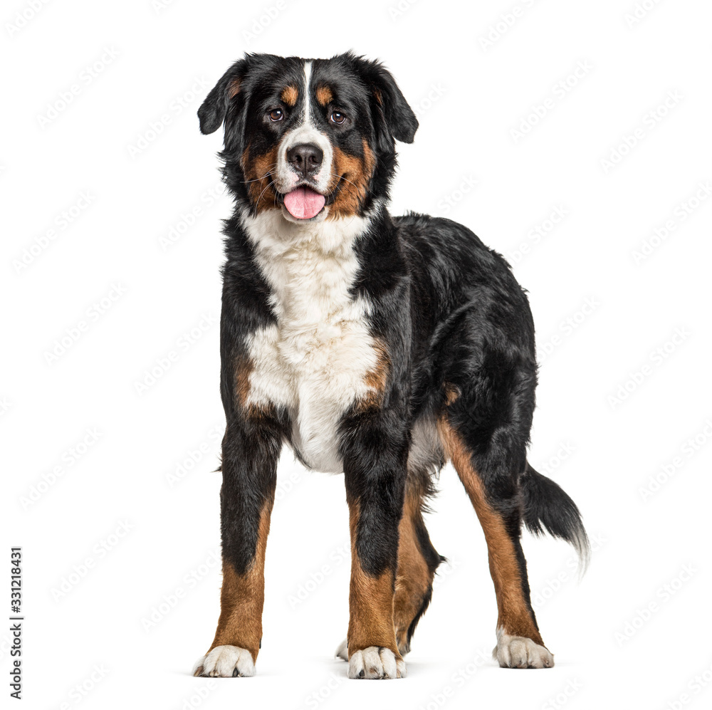 Standing Bernese Mountain Dog panting, isolated on white