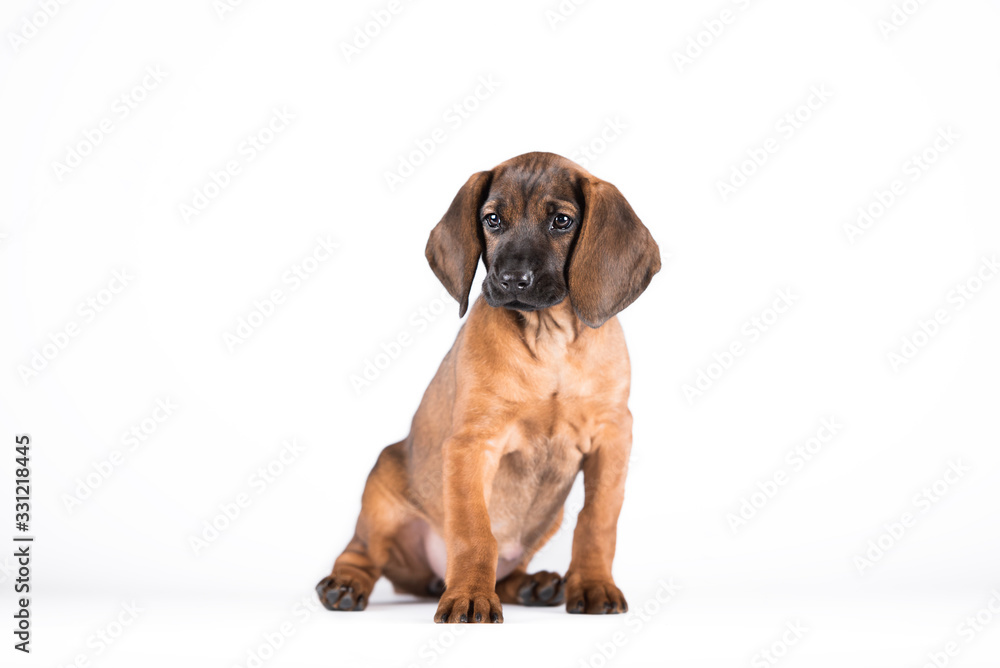 Cute little brown puppy teckel with big ears. In studio with white background. 