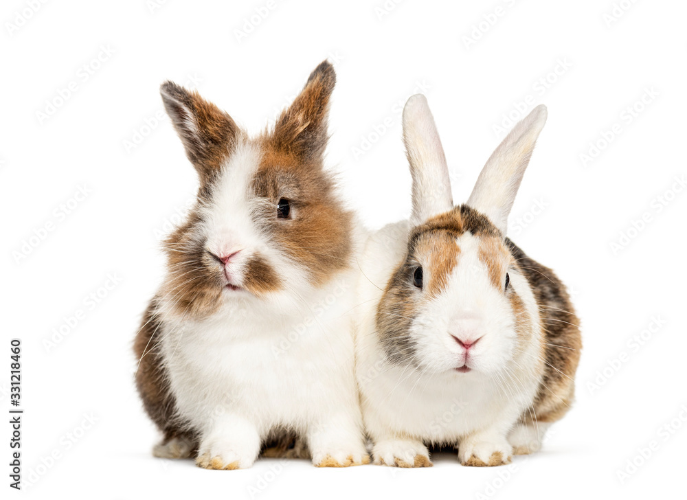 Two Rabbits sitting together, isolated on white Two Rabbits sitting together, isolated on white