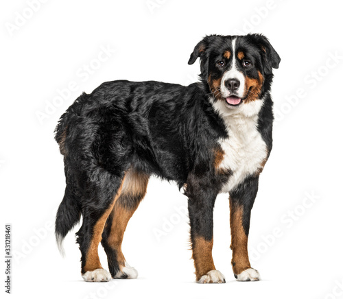 Standing Bernese Mountain Dog, isolated on white © Eric Isselée
