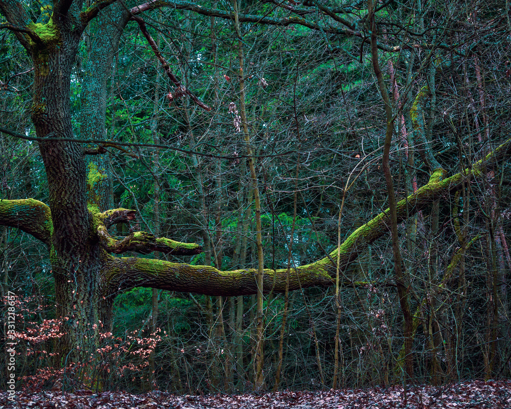 Obraz premium Beautiful, green moss-covered gnarled branches in the depths of an early spring forest. Trees do not have canopy at this time of year, so you can see forms that will be hidden to the eye later on.