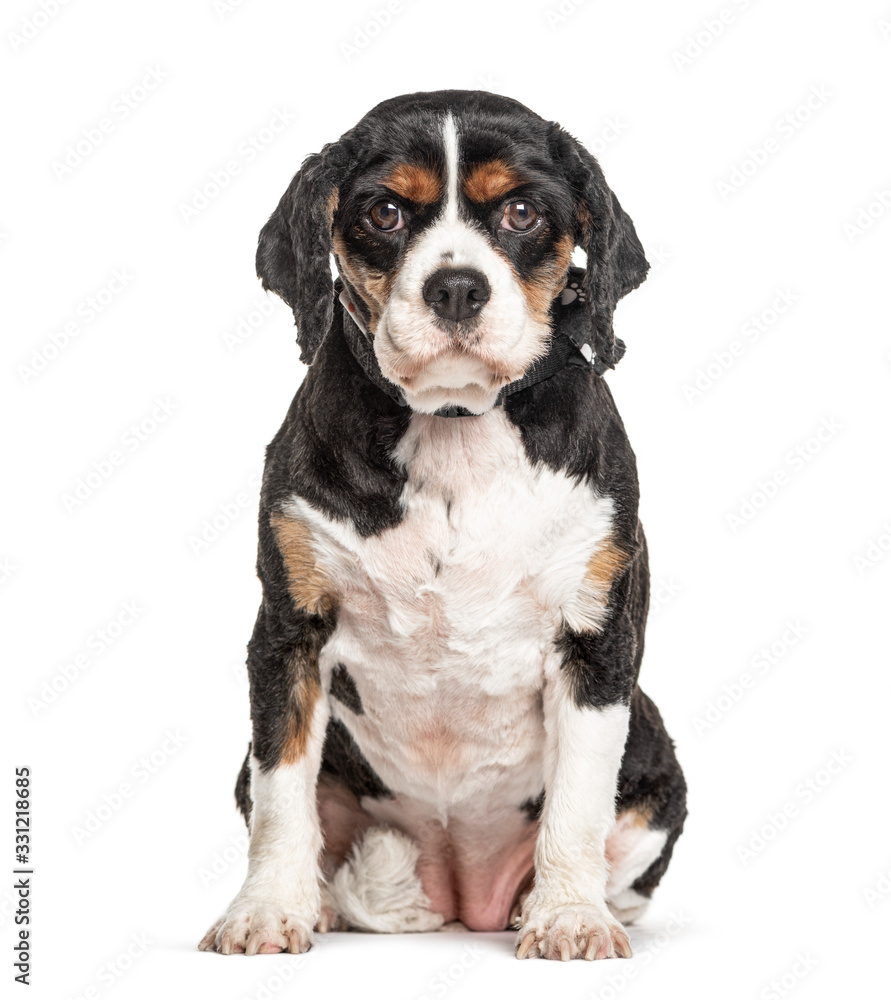 Puppy Cavalier King Charles, isolated on white Puppy Cavalier King Charles, isolated on white