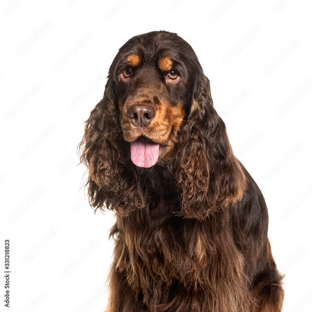 Close-up on a breown panting English Cocker Spaniel, isolated
