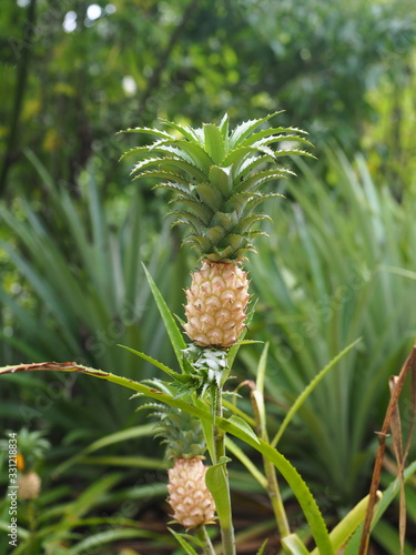 Fotografie Juicy pineapple grows in the garden