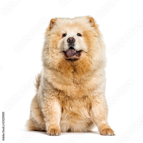 Panting Chow Chow showing its blue tongue, isolated on white © Eric Isselée