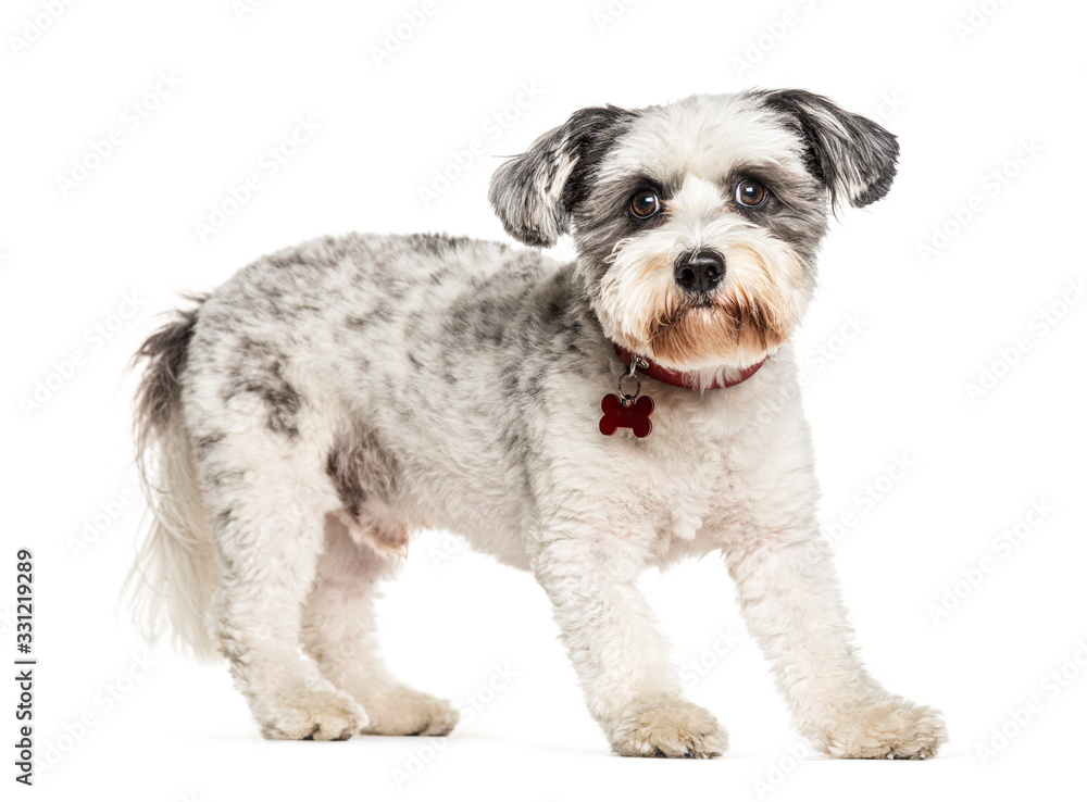Crossbreed dog wearing a collar, isolated on white Crossbreed dog wearing a collar, isolated on white