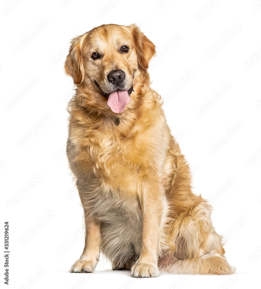 Panting Golden Retriever dog sitting in front of white
