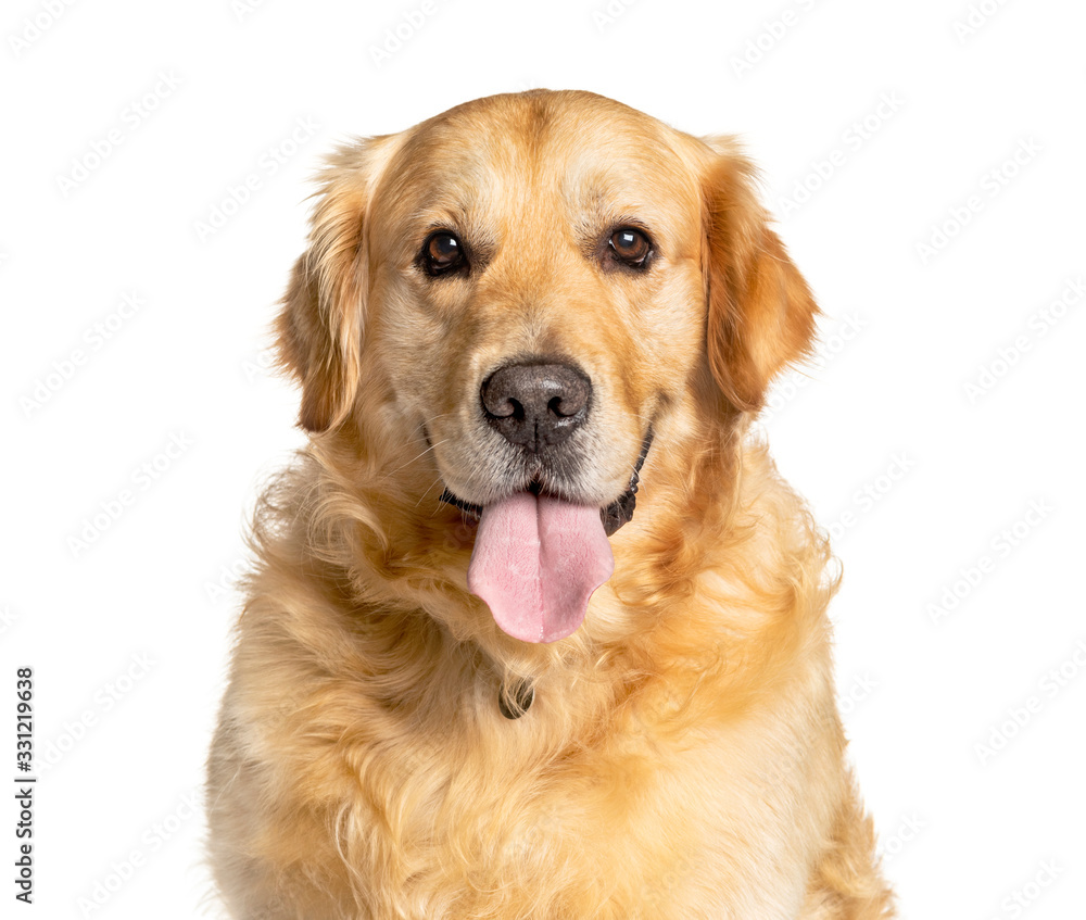 Headshot of a panting Golden Retriever, isolated on white