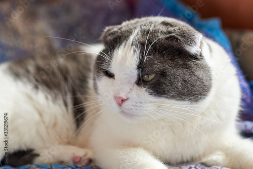 Portrait of a cute lop-eared cat, close-up © Pavlo