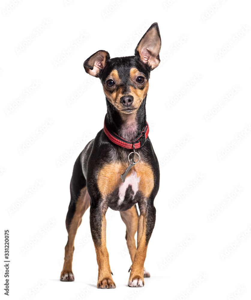 Crossbreed dog wearing a red collar, isolated on white