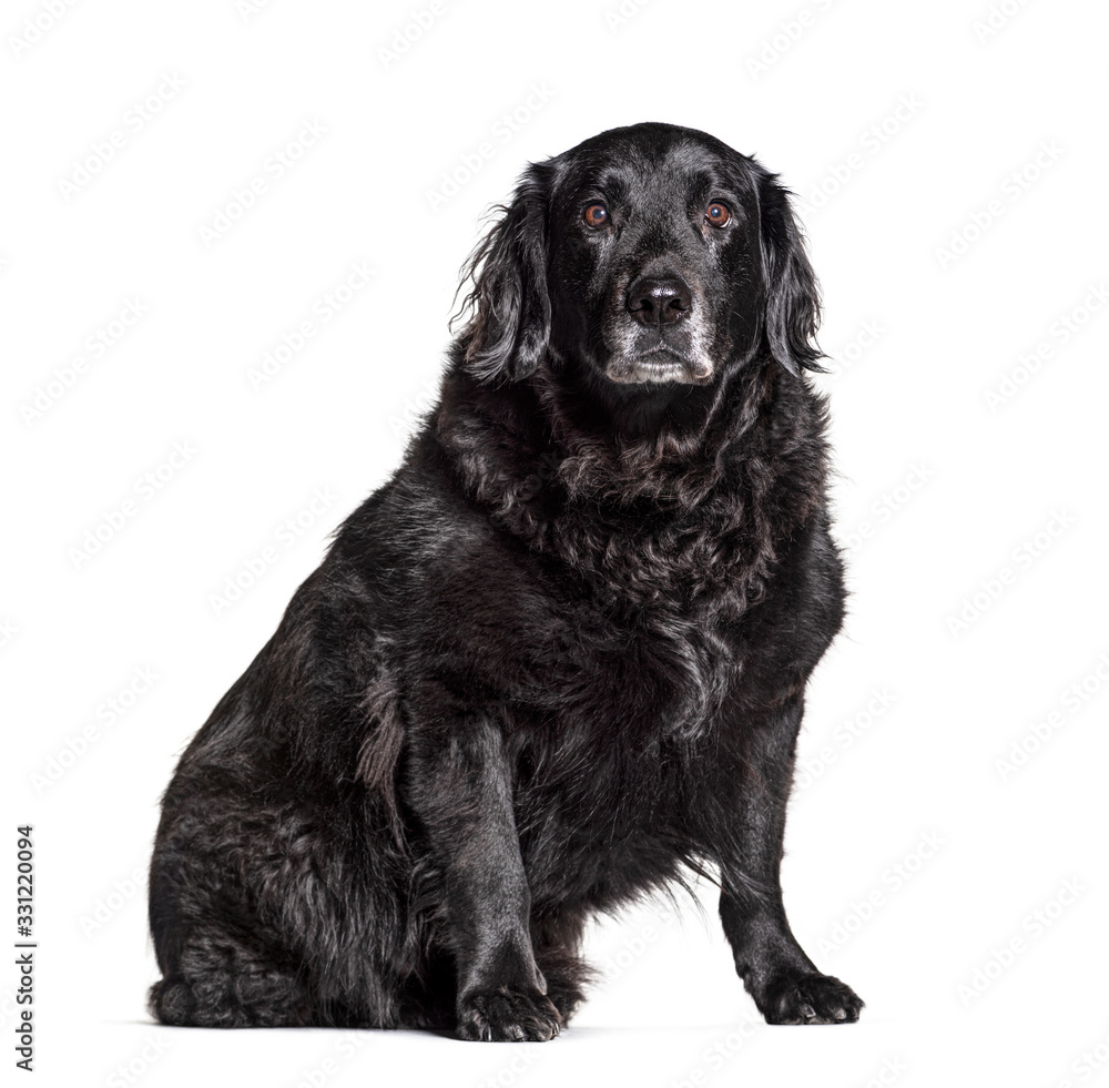 Old Crossbreed dog graying, isolated on white Old Crossbreed dog graying, isolated on white