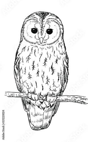 Drawing of an Tawny owl - hand sketch of wild animal, black and white illustration